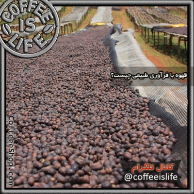 Natural Processing | قهوه با فرآوری طبیعی چیست ؟