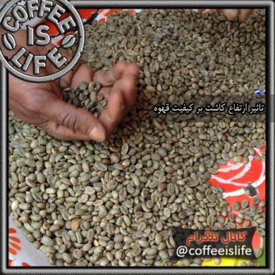 تاثیر ارتفاع کاشت بر کیفیت قهوه