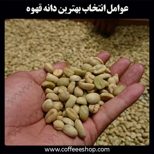 قهوه | عوامل انتخاب بهترین دانه قهوه