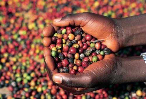 Climate and climate effects on coffee