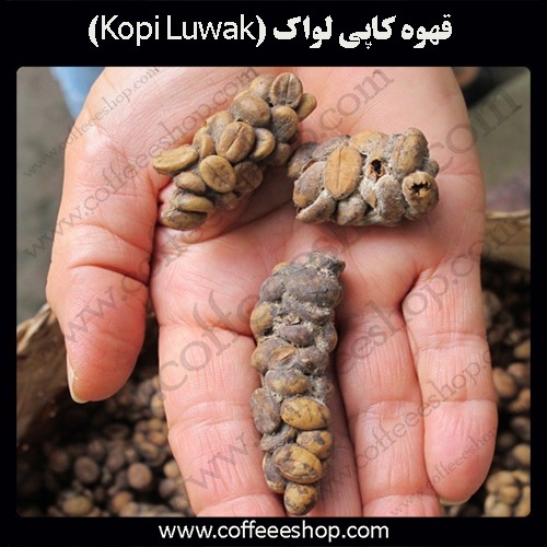 قهوه کاپی لواک (Kopi Luwak)
