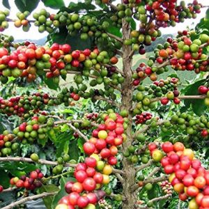 تاثیر ارتفاع کاشت بر کیفیت قهوه