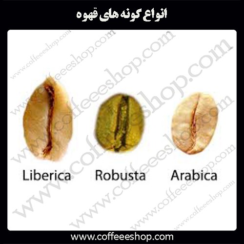 انواع گونه های قهوه