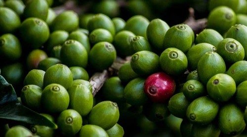 اثرات متابولیسمی قهوه سبز