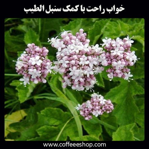 خواب راحت با کمک سنبل الطیب | Valeriana officinalis