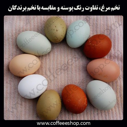 تخم مرغ، تفاوت رنگ پوسته و مقایسه با تخم پرندگان