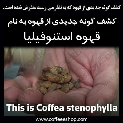 كشف گونه جدیدی از قهوه به نام قهوه استنوفیلیا