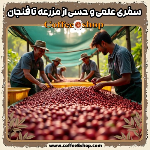 راهنمای قهوه: تولید، کیفیت و دم‌آوری