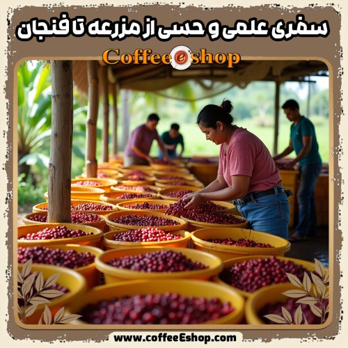 راهنمای قهوه: تولید، کیفیت و دم‌آوری