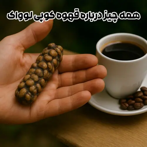 همه چیز درباره قهوه کوپی لوواک (Kopi Luwak) گران‌ترین قهوه دنیا